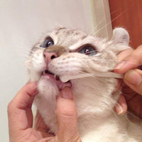 cepillo para polvo de dientes para gatos fácil de usar fabricado en Japón Kenko cuidado por Mind Up - BESTMASCOTA.COM