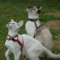 Rogz Catz Alley Pequeño de 3/8-Inch Cat reflectante plomo y ajustable Arnés Combinación - BESTMASCOTA.COM