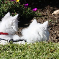 Rogz Catz Alley Pequeño de 3/8-Inch Cat reflectante plomo y ajustable Arnés Combinación - BESTMASCOTA.COM