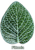 Pangea Leafy Vine - BESTMASCOTA.COM