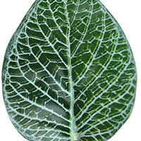 Pangea Leafy Vine - BESTMASCOTA.COM