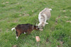 REDMOND - Mezcla de suplementos minerales de cabra, sal sin refinar - BESTMASCOTA.COM