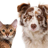 Equisilver Vet - Spray de herida formulado para perros y gatos | Alivio para puntos calientes, infecciones de la piel, piel seca irritada | Curación rápida todo natural y no tóxico | Fabricado en Estados Unidos - BESTMASCOTA.COM