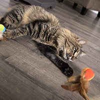 SmartyKat - Juguetes para gatos con plumas - BESTMASCOTA.COM