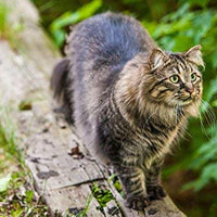 Tratamientos para gatos enteros para mascotas puras turcas secadas al congelador. - BESTMASCOTA.COM