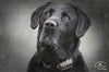 SportDOG Brand 425 - Collar electrónico con control remoto (500 yardas, estático, vibratorio y tono, impermeable, recargable, incluye nueva serie X) - BESTMASCOTA.COM