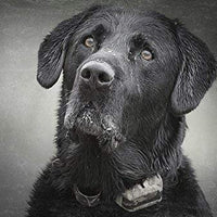 SportDOG Brand 425 - Collar electrónico con control remoto (500 yardas, estático, vibratorio y tono, impermeable, recargable, incluye nueva serie X) - BESTMASCOTA.COM