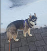 Arnés ajustable Pupteck para perro, medida básica de cachorro, de nailon, chaleco para pasear en exteriores con etiqueta de identificación - BESTMASCOTA.COM