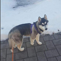 Arnés ajustable Pupteck para perro, medida básica de cachorro, de nailon, chaleco para pasear en exteriores con etiqueta de identificación - BESTMASCOTA.COM