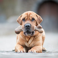 Pet Qwerks Dinosaurio BarkBone con real Bacon perro masticar juguete para masticadores agresivos, fabricado en Estados Unidos - BESTMASCOTA.COM
