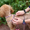 PAWZ Road Leopard Pet Leash Collar Arnés Set - BESTMASCOTA.COM