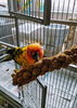 Birds LOVE Spray Millet Non-GMO for Birds Cockatiel Lovebird Parakeet Finch Canary All Parrots Healthy Treat - BESTMASCOTA.COM