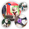 PoyPet 2019 - Arnés para perro con 4 hebillas a presión, reflectante con 2 ganchos delanteros y traseros y un mango de fácil control [no necesita pasar por encima de la cabeza del perro] - BESTMASCOTA.COM