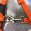 Gizhome - 2 arnés y correa ajustables de nailon para gato, color naranja y azul claro - BESTMASCOTA.COM