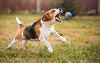 Bolas de goma para perro, tamaño de pelota de tenis, prácticamente indestructibles (3 unidades) - BESTMASCOTA.COM