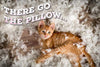 Mascota MasterMind Cat Spray - BESTMASCOTA.COM
