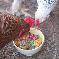 Pampered Pollo Mama Trasero Gallinero para Huevos Grandes - Suministros de Alimentación de Pollo para Patio Trasero - Gallina para los mejores Huevos - Suplemento alto de Calcio para Pollos - BESTMASCOTA.COM