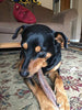 Premium Elk Antlers Dogs | All Natural Antler Dog Chew Elk Bone | Healthy & Long Lasting Aggressive Chewers | Wild Sourced in The USA - Veteran Owned - BESTMASCOTA.COM