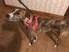 Arnés ajustable Pupteck para perro, medida básica de cachorro, de nailon, chaleco para pasear en exteriores con etiqueta de identificación - BESTMASCOTA.COM