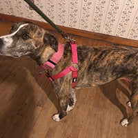 Arnés ajustable Pupteck para perro, medida básica de cachorro, de nailon, chaleco para pasear en exteriores con etiqueta de identificación - BESTMASCOTA.COM