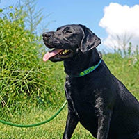 Collar de perro personalizado premium con cierre de metal – disponible en 20 colores + varios tamaños - BESTMASCOTA.COM