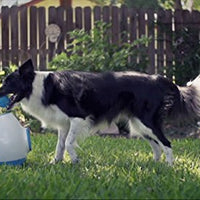 iFetch Interactive Ball Launchers for Dogs - BESTMASCOTA.COM