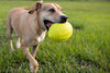 Nerf juguete fútbol con sonido para perro - BESTMASCOTA.COM