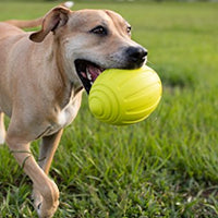 Nerf juguete fútbol con sonido para perro - BESTMASCOTA.COM