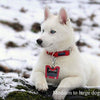 IVIA - Clips para etiquetas de perro, múltiples tamaños de acero inoxidable 304, clip rápido con anillos/fácil cambio de identificación para mascotas para collares y arneses. - BESTMASCOTA.COM