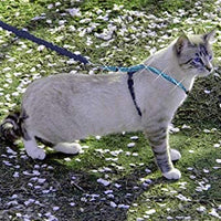 PetSafe Come With Me Kitty – Arnés y Bungee Correa, Sparkle Azul - BESTMASCOTA.COM