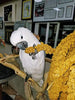 Birds LOVE Spray Millet Non-GMO for Birds Cockatiel Lovebird Parakeet Finch Canary All Parrots Healthy Treat - BESTMASCOTA.COM