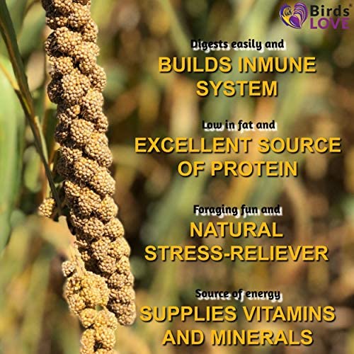 Birds LOVE Spray Millet Non-GMO for Birds Cockatiel Lovebird Parakeet Finch Canary All Parrots Healthy Treat - BESTMASCOTA.COM
