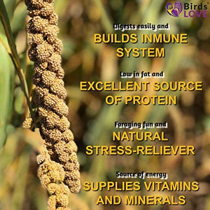 Birds LOVE Spray Millet Non-GMO for Birds Cockatiel Lovebird Parakeet Finch Canary All Parrots Healthy Treat - BESTMASCOTA.COM