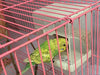 Old Tjikko - Comedero automático para loros, sin ensuciar, para pájaros, jaula, accesorios para Budgerigar, Canario, Cockatiel, Finch, Parakeet, Seed Food Container - BESTMASCOTA.COM