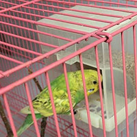 Old Tjikko - Comedero automático para loros, sin ensuciar, para pájaros, jaula, accesorios para Budgerigar, Canario, Cockatiel, Finch, Parakeet, Seed Food Container - BESTMASCOTA.COM