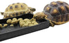 ozzptuu mascota reptil rectángulo Bol de comida de plástico bandeja plato de alimentación para tortuga de agua Lagartos Horned Frogs - BESTMASCOTA.COM
