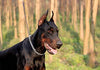 SGODA - Collar de entrenamiento para perros - BESTMASCOTA.COM