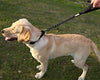 Vivaglory Correa corta para perro con asa acolchada, doble correa de nailon reflectante para mascotas para entrenar, correa para perros de tamaño mediano a grande - BESTMASCOTA.COM