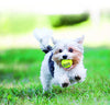 Kong Squeak Air Balls Juguete para perro (6 unidades), mediano - BESTMASCOTA.COM