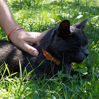 Collar en forma de corbata de lazo para la seguridad de gatos independientes, suave, ajustable y pulsera de la amistad para usted - BESTMASCOTA.COM