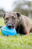 Nerf juguete fútbol con sonido para perro - BESTMASCOTA.COM