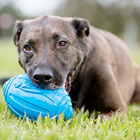 Nerf juguete fútbol con sonido para perro - BESTMASCOTA.COM