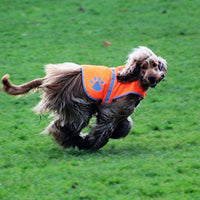 Chaleco reflectante de seguridad para perros, 5 tamaños para adaptarse a perros de 10 libras – 130 libras: alta visibilidad para actividades al aire libre día y noche, mantiene a tu perro visible, seguro de coches y accidentes de caza | Blaze Orange chale - BESTMASCOTA.COM