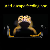 Tfwadmx - 2 comederos Gecko para gecko y gusanos de reptiles, fuente de agua, plato translúcido, antiescape, para gecko serpientes, camaleón, Iguana, lagarto - BESTMASCOTA.COM