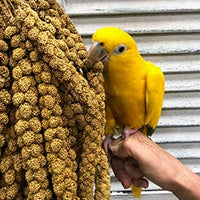 Nemeth Farms Worlds - Spray de mijo original para pájaros y suplemento no transgénicos para todas las aves de mascotas, parakeets, cockatiels, Lovebirds y Finches - BESTMASCOTA.COM