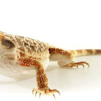 Lombrices secos de 11 libras para reptiles, tortugas, anfibios, lagartos, aves silvestres, chichens, patos, etc. - BESTMASCOTA.COM