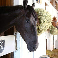 Equisilver Vet - Spray de herida formulado para perros y gatos | Alivio para puntos calientes, infecciones de la piel, piel seca irritada | Curación rápida todo natural y no tóxico | Fabricado en Estados Unidos - BESTMASCOTA.COM