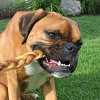 Vara trenzada Bully de 12 pulgadas para perros, placeres dentales para perros grandiosos y naturales y mordidas saludables, sin químicos, la mejor vara para morder con poco olor de 12 pulgadas - BESTMASCOTA.COM