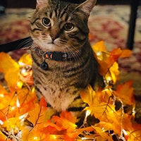 BoomBone Cat Collar Breakaway with Bell,Safe Puppy Collars for Thanksgiving - BESTMASCOTA.COM