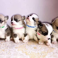 YOY 12 unidades / juego de collares de identificación de cachorros de nailon suave – ajustables reutilizables y lavables, identificación de mascotas para criadores, cuello de 8 a 13 pulgadas - BESTMASCOTA.COM